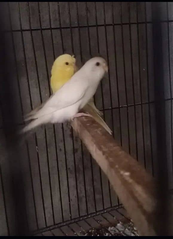 Australian parrot breeder pair 3 fee pair 1000 ka 3