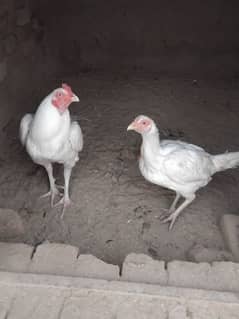 Asel Heraa Pair Ready for eggs laying female Location Multan