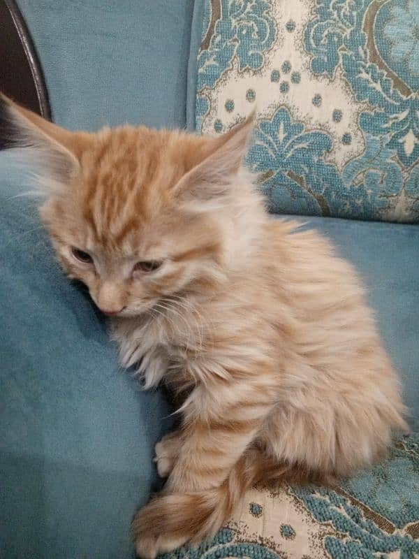 Persian cat baby 0