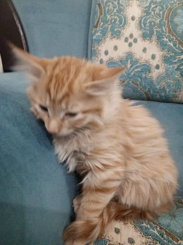 Persian cat baby 2