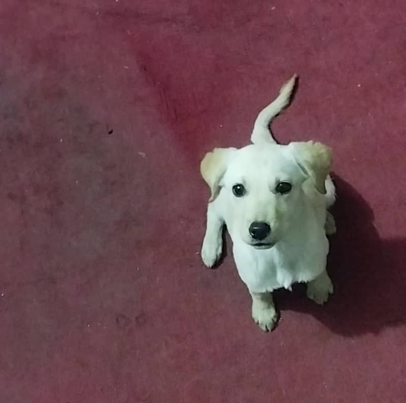 Labrador for sale 2