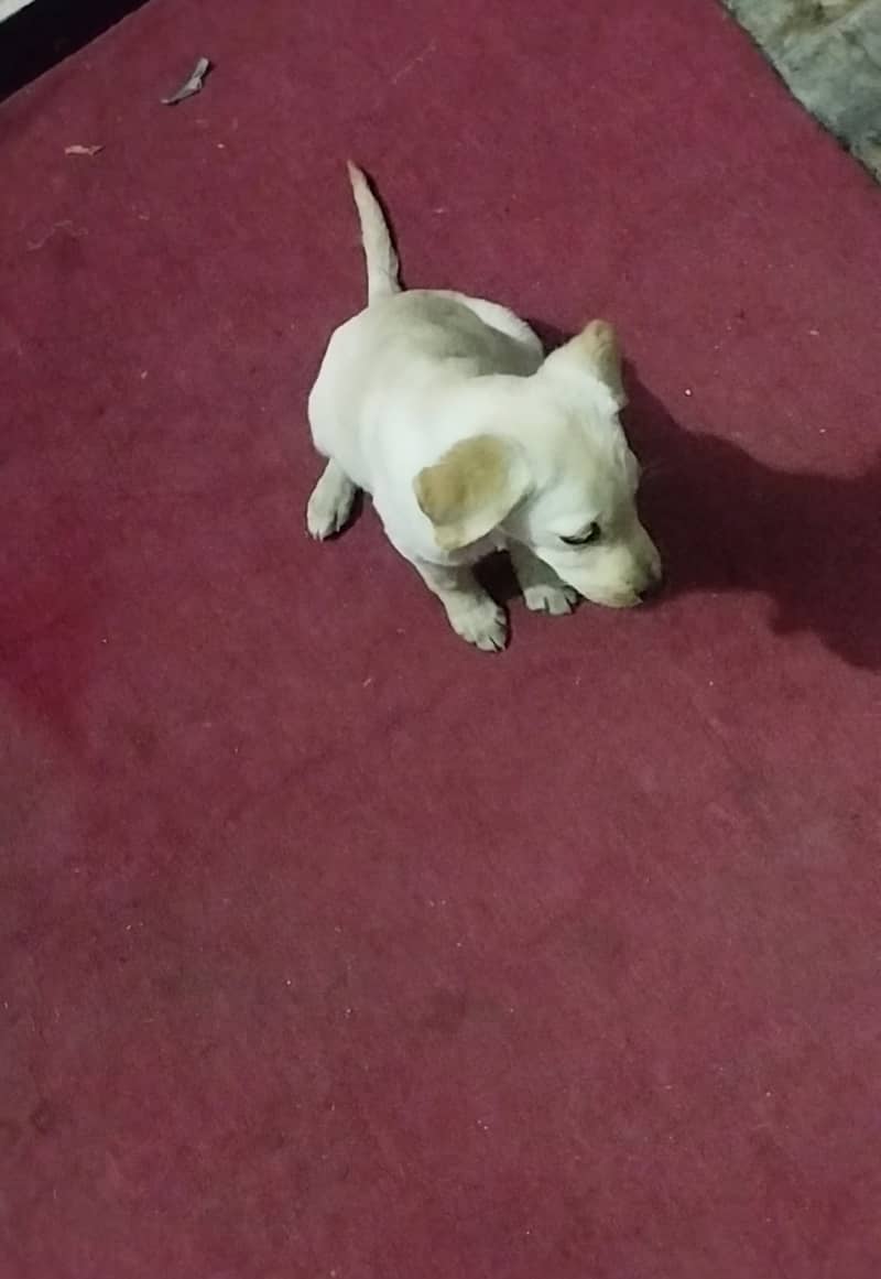 Labrador for sale 3