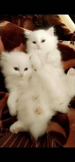 Purssin 3 court kitten in full white colour 03264635941