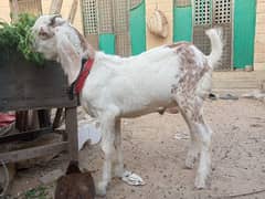 bakra for sale in reasonable price