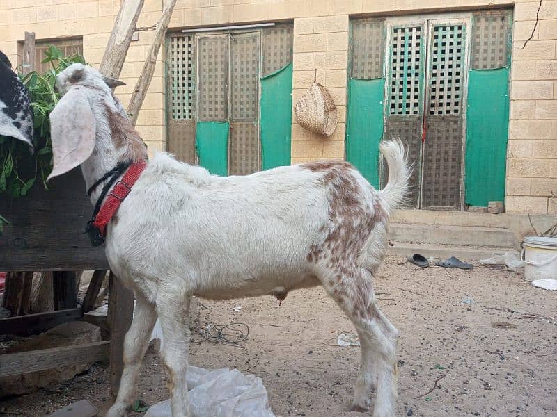 bakra for sale in reasonable price 1