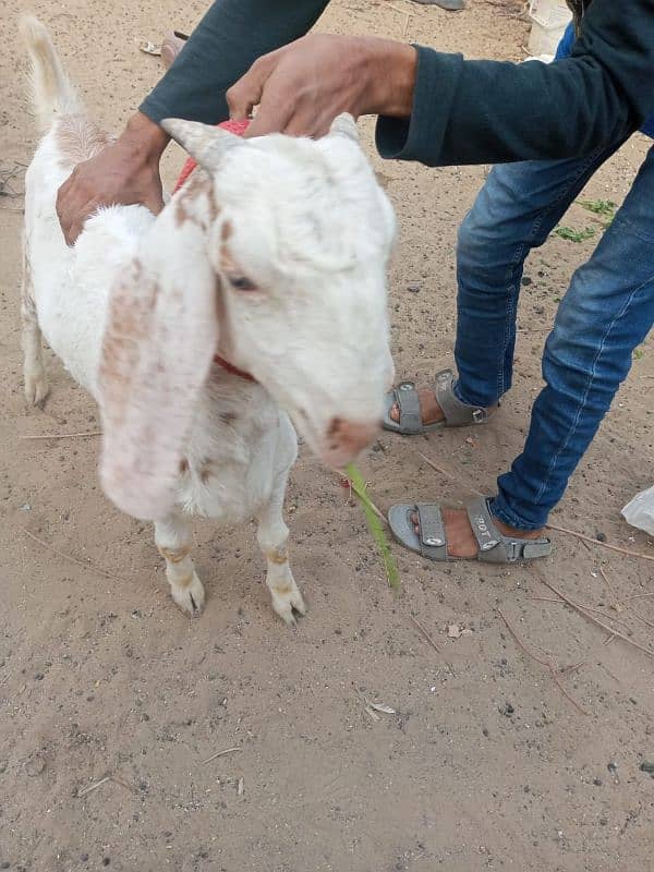 bakra for sale in reasonable price 2