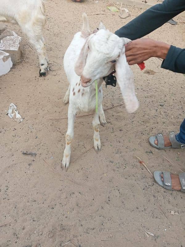 bakra for sale in reasonable price 4