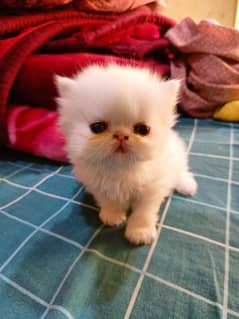 Peke/peki/peki Calico Kittens