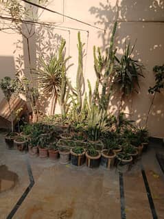 Parmanent Plants for Sale