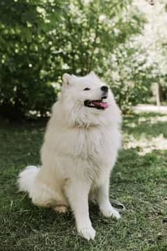 Samoyed