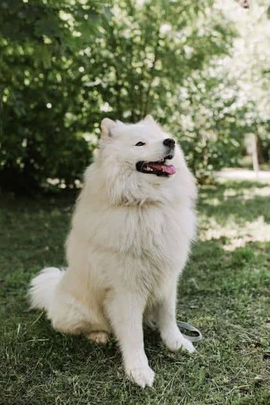 Samoyed 0