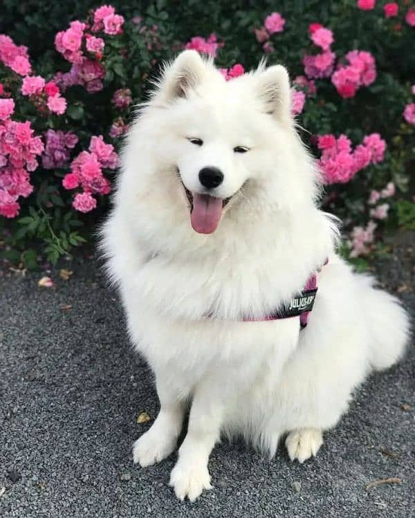 Samoyed 1