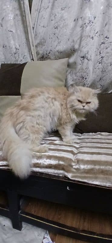 Pure persian male & female cate 2