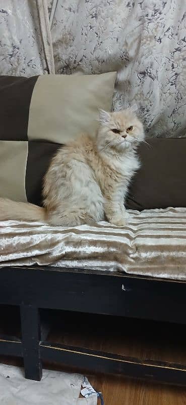 Pure persian male & female cate 4