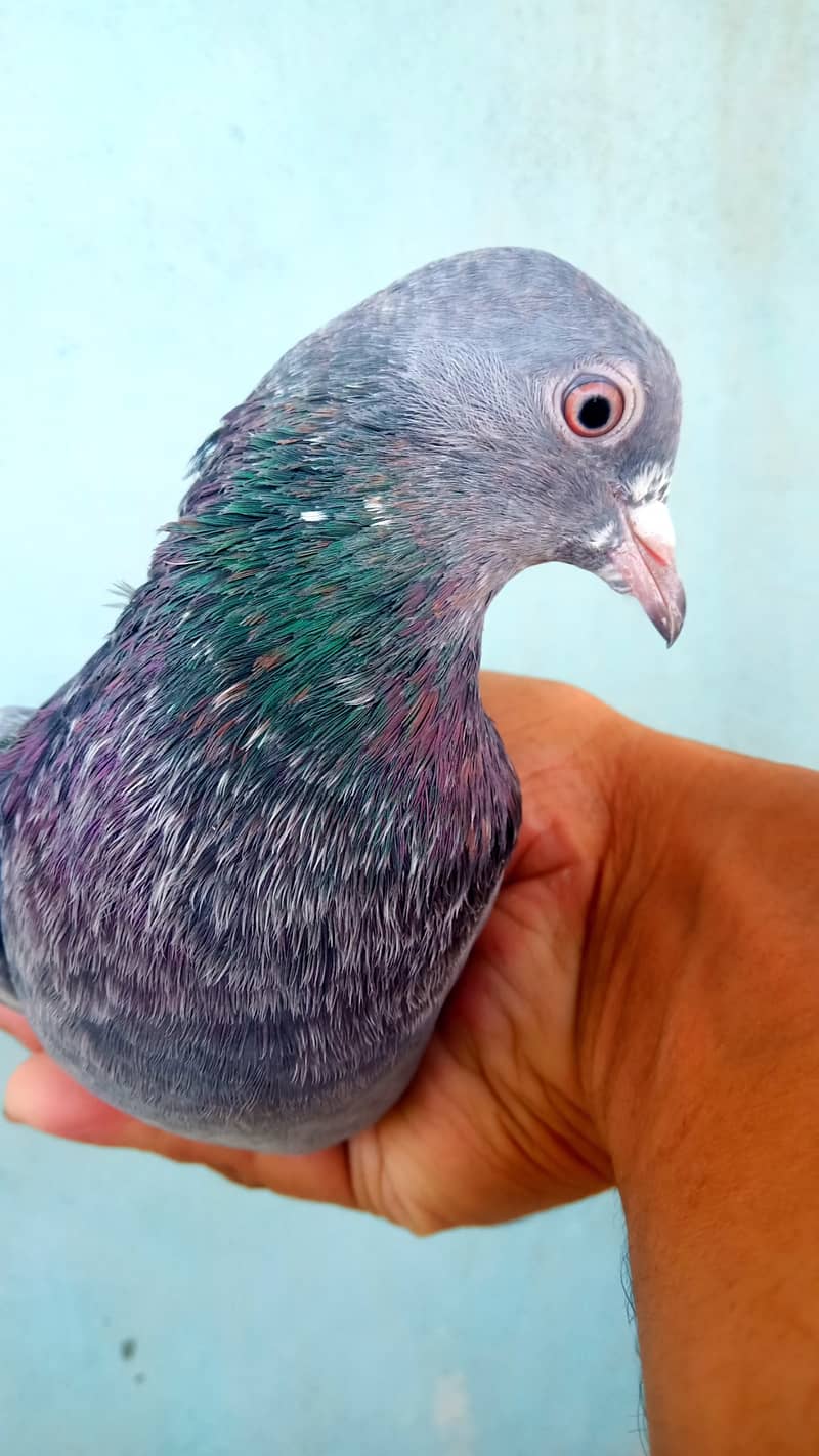 High flyer teddy pigeon perwazi  kabli kabootar 0