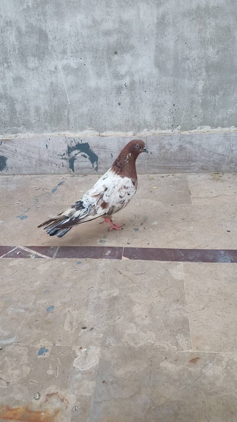 High flyer teddy pigeon perwazi  kabli kabootar 8