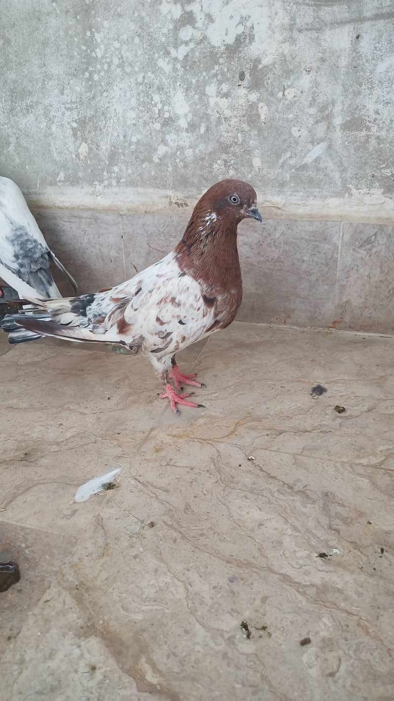 High flyer teddy pigeon perwazi  kabli kabootar 9