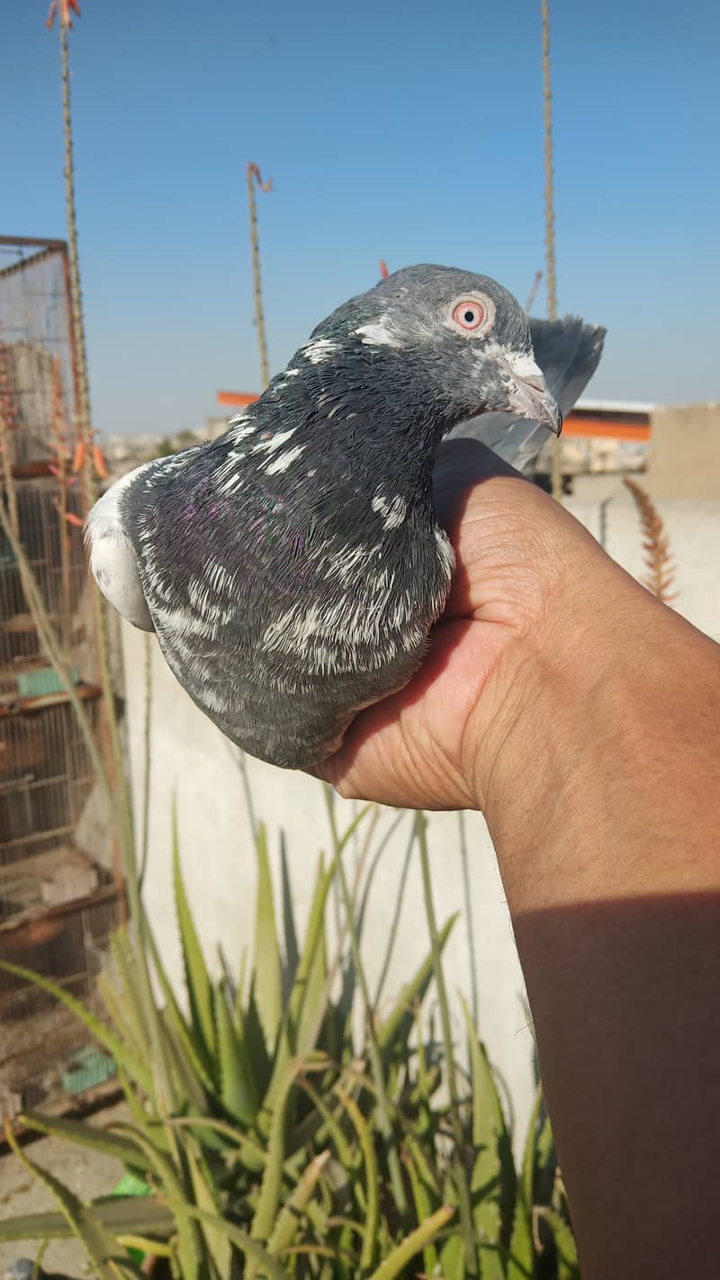 High flyer teddy pigeon perwazi  kabli kabootar 11