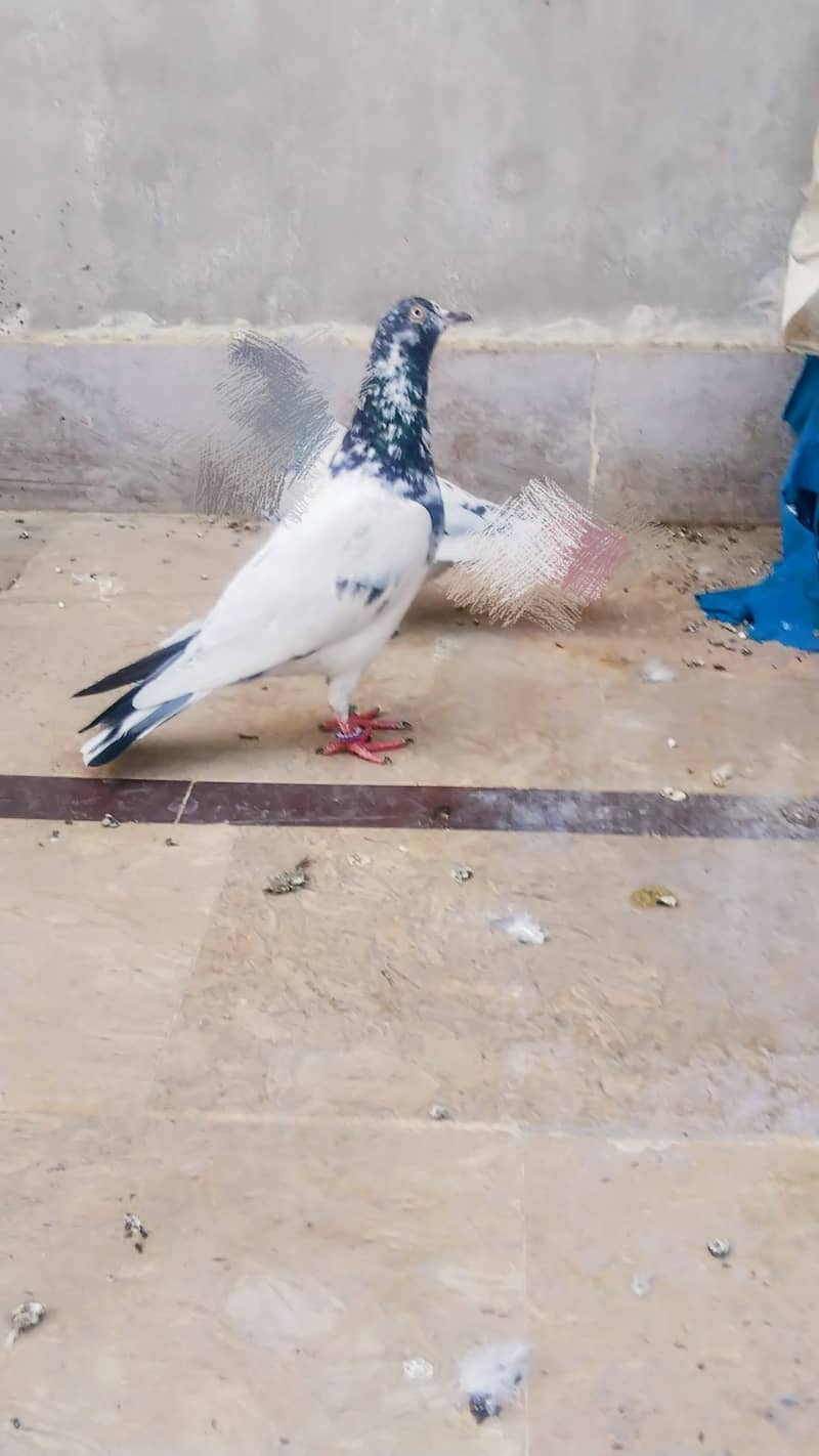 High flyer teddy pigeon perwazi  kabli kabootar 12