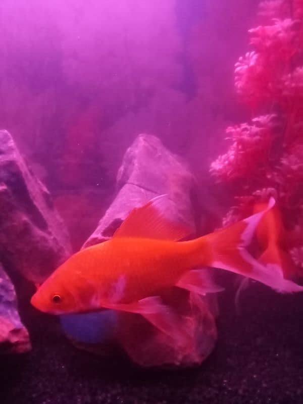 SHIPPING KING FISH , GOLD FISH SIZE 4 TO 5 INCHES FOR SELL 2