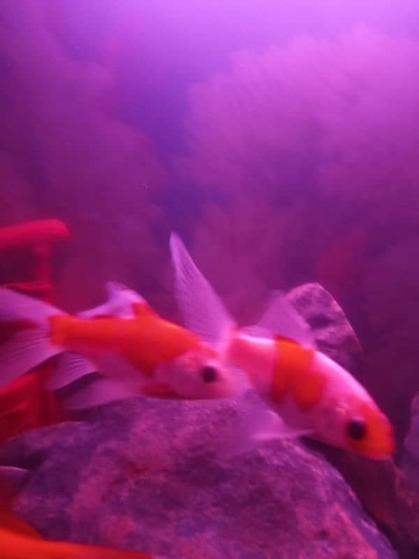 SHIPPING KING FISH , GOLD FISH SIZE 4 TO 5 INCHES FOR SELL 3