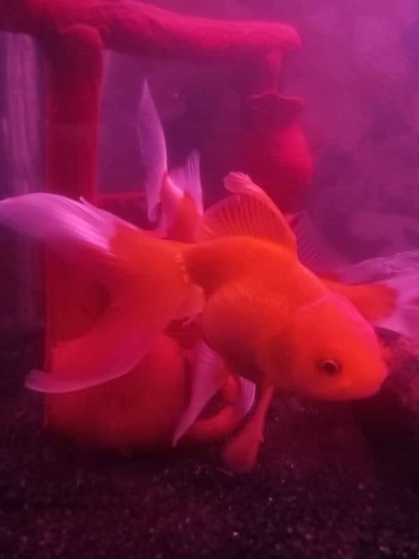 SHIPPING KING FISH , GOLD FISH SIZE 4 TO 5 INCHES FOR SELL 7