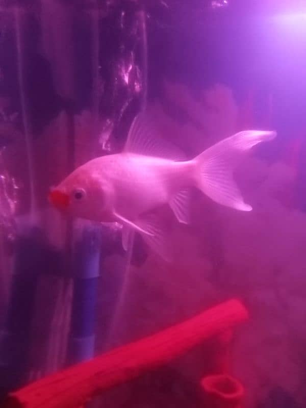 SHIPPING KING FISH , GOLD FISH SIZE 4 TO 5 INCHES FOR SELL 9