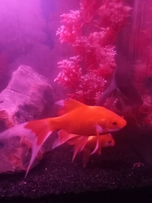 SHIPPING KING FISH , GOLD FISH SIZE 4 TO 5 INCHES FOR SELL 10