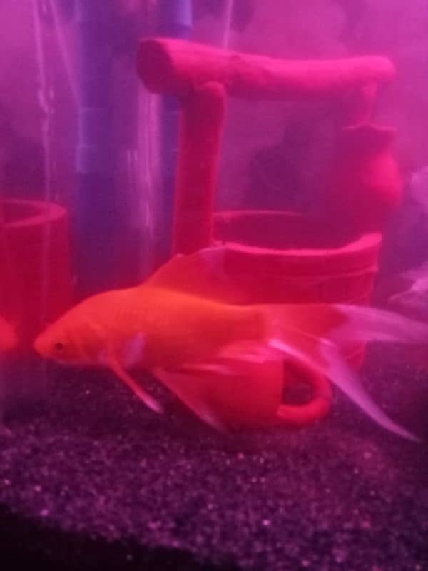 SHIPPING KING FISH , GOLD FISH SIZE 4 TO 5 INCHES FOR SELL 11