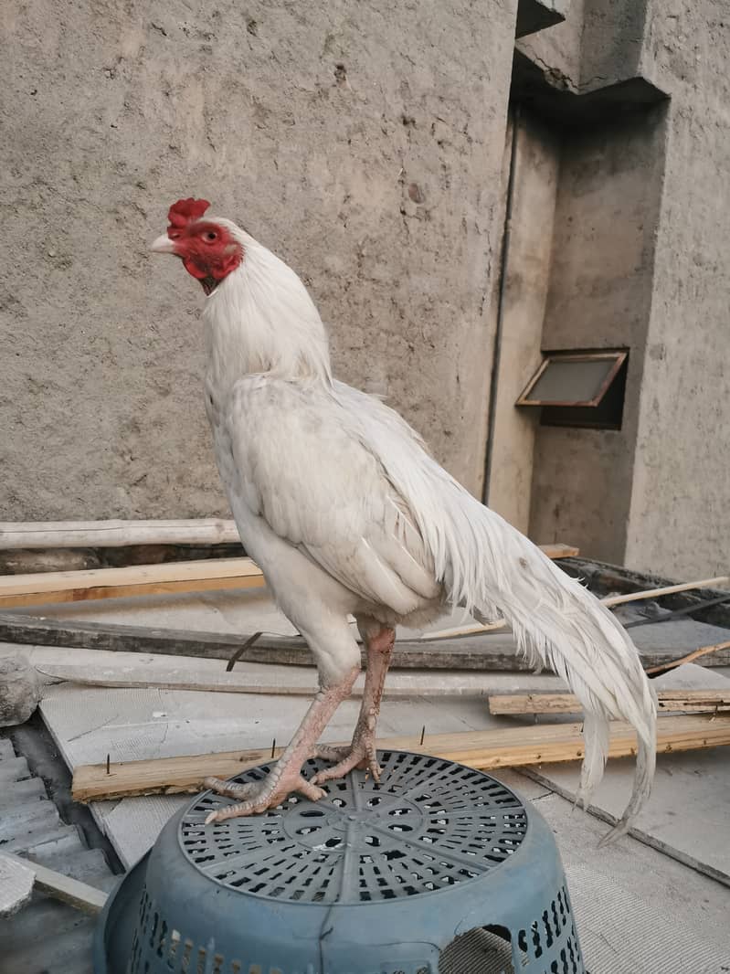 Pure aseel mianwali hens and heera aseel 9