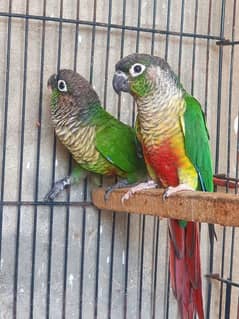 Green Chick Conure