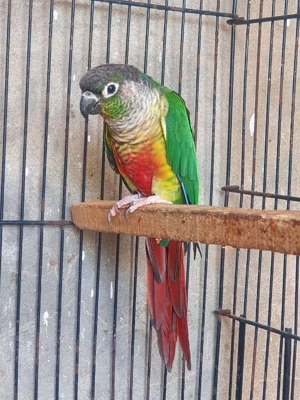 Green Chick Conure 1