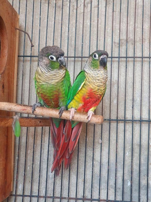 Green Chick Conure 2