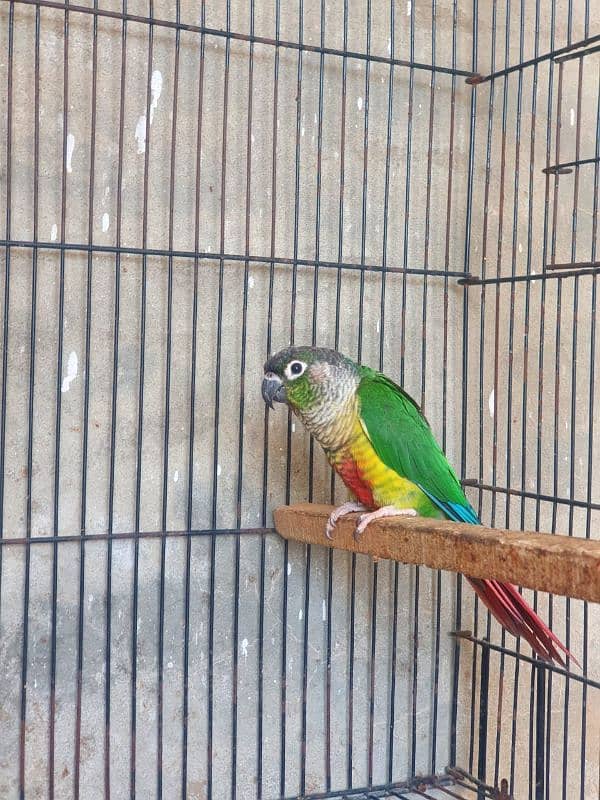 Green Chick Conure 3