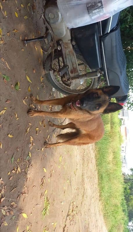 Belgium melinice female dog for sale Trained dog friendly 2