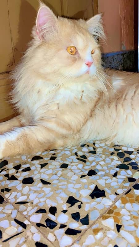 persian male cat 0