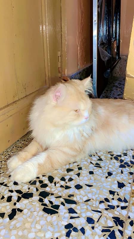 persian male cat 2