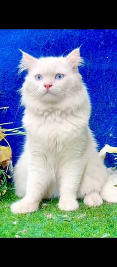 Persian cat for sale male female my WhatsApp 03=29=48=79=452