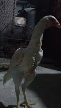 shamo hen available