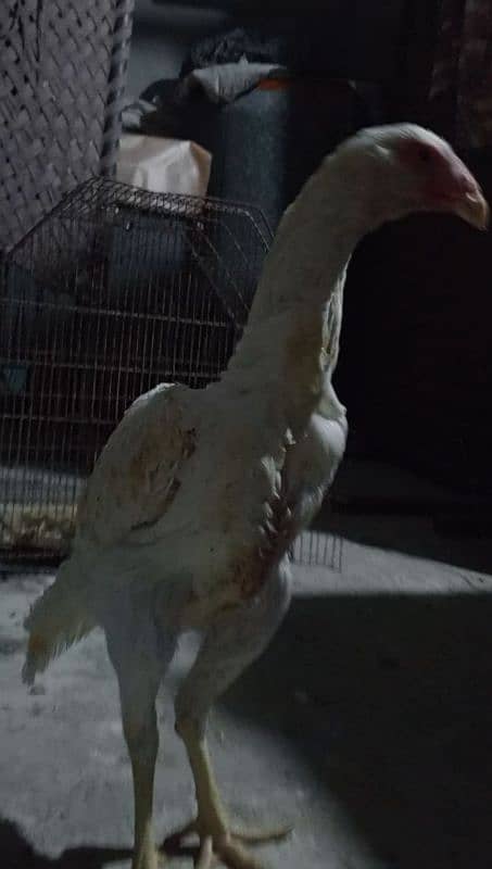 shamo hen available 0