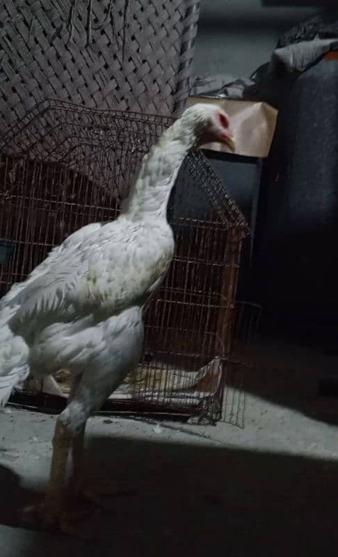 shamo hen available 1