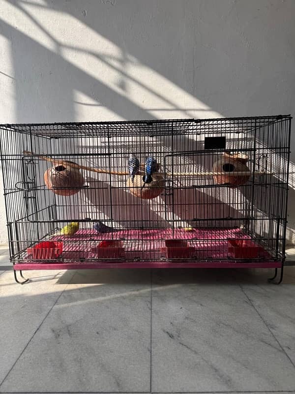 birds cage 2