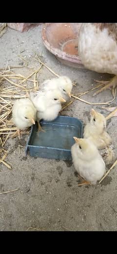 aseel hen with 3 chicks