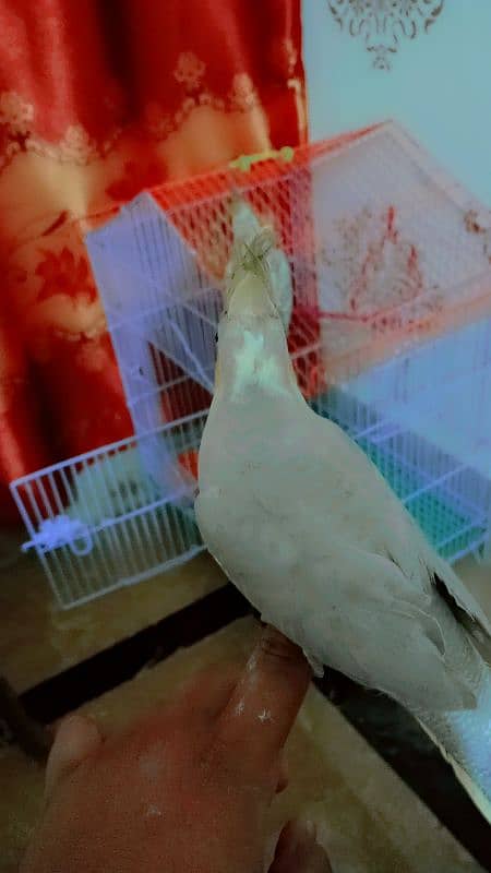 handtaim parrot for sale 2