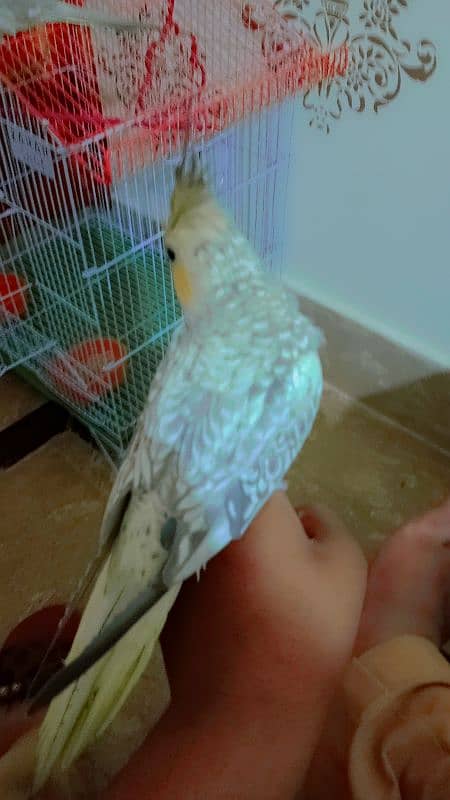 handtaim parrot for sale 3