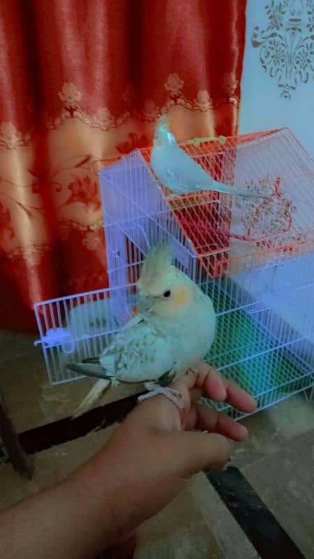 handtaim parrot for sale 4