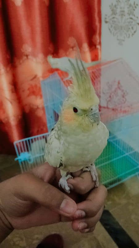 handtaim parrot for sale 5