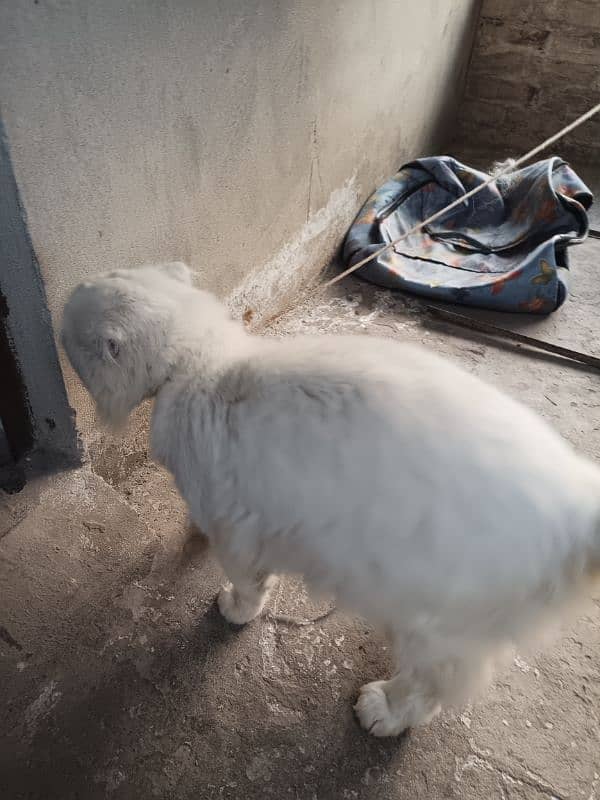 White Persian Cat - Big White Cat - Home Cat 3