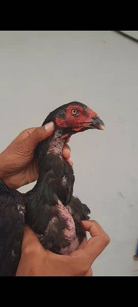 pakoye male | hint+Pakistani chcicks 1