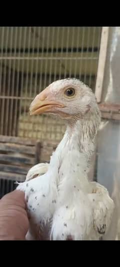 Java Shamo Chick / Pure  German Blood line / Shamoo / Aseel / Asel